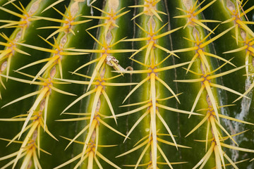Echinocactus grusonii, Echinocactus Gruzon, golden barrel cactus, golden ball, mother-in-law's cushion. Succulent plant. A popular houseplant.