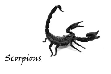 scorpion on white
