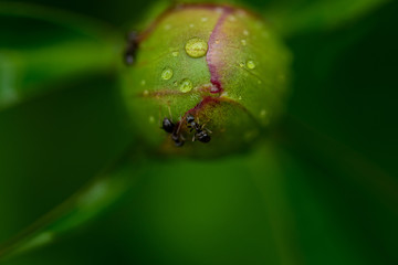 dew drops on beautiful closed peony bud in sunshine at garden, summer concept  