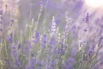 Naklejka premium Widok zbliżenie pola lawendy. Fioletowy ogród lawendowy. Olejek spa z pięknych ziół.