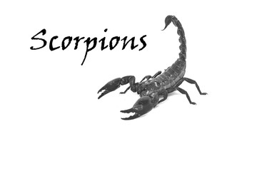 scorpion on black background