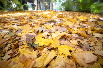 Close up of many fallen yellow leaves covering the ground in autumn park.