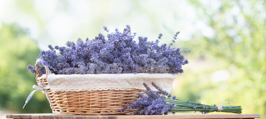 Harvesting of lavender. A basket filled with purple flowers stands on a wooden table on a background of green lavender fields.