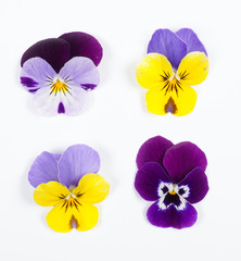 Flowering set of colorful pansies in the garden. Natural spring flower background. Various Pansy flowers on white background. 