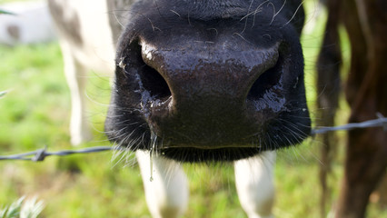 Close up of black nose of cow with white legs in field