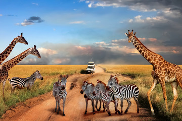 Zebras and giraffes on the road in Serengeti national park in front of the jeep with tourists....
