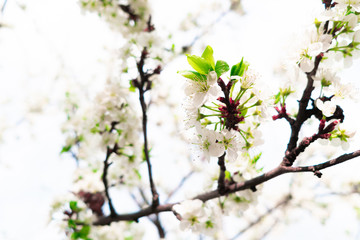 Flowering plums, cherries. Flowering fruit tree. Spring background. Landscape.