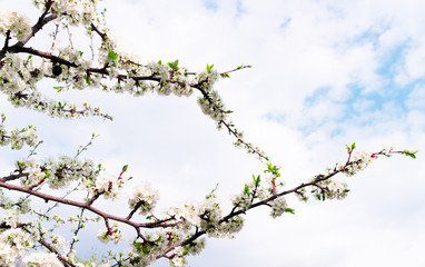Flowering plums, cherries. Flowering fruit tree. Spring background. Landscape.