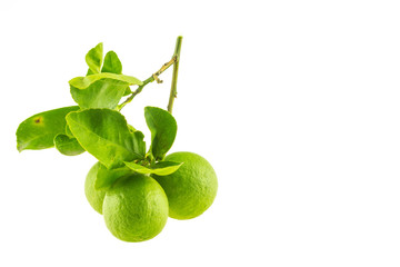 Lime green