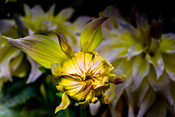 Close-up of a yellow chrysanthemum