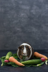 guinea pig eating fresh vegetables
