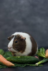 guinea pig eating fresh vegetables portrait orientation negative space