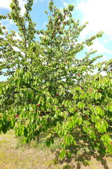 Fototapeta na wymiar lush cherry tree with ripe red fruits ready to be harvested