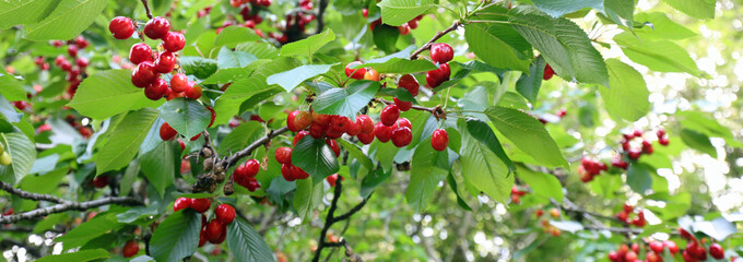 many ripe red cherries on the tree