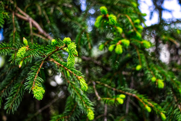 spruce flowers and needles.