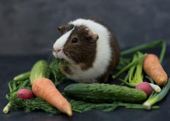 guinea pig eating fresh vegetables
