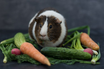 guinea pig eating fresh vegetables landscape orientation