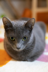 Russian Blue Cat Sitting in a Funny Position.