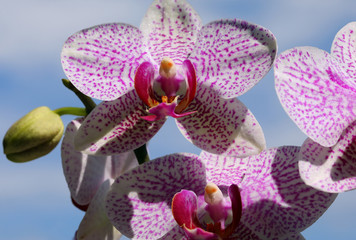 many flowers of orchid and blue sky