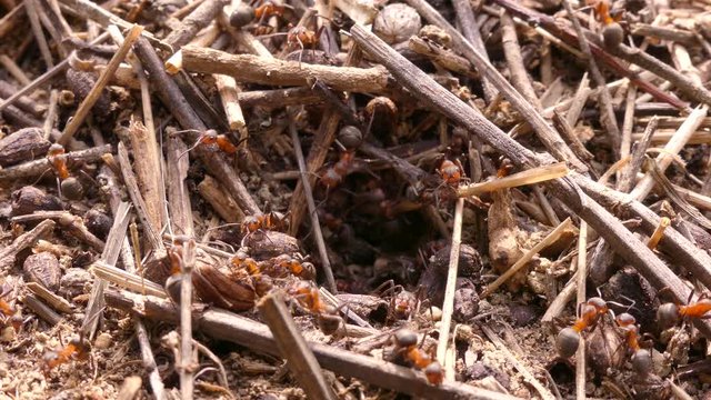 In Europe, many species of ants live, including ants of the genus Formica. These are large ants that build quite large anthills. They live in the steppe and forest zones.
