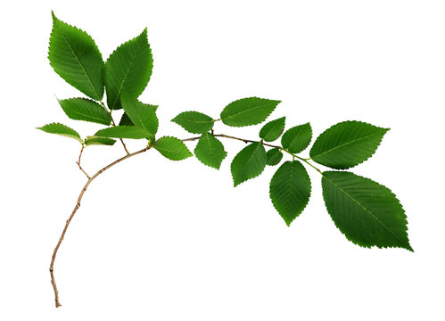 Branch of fresh green elm-tree leaves