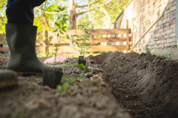 Farmer planting tomatoes seedling in organic garden