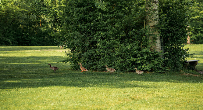 A family of geese forages on grass in a park - Powered by Adobe