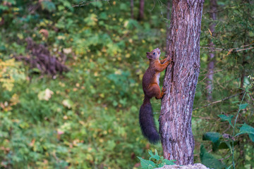 Squirrel at Stolby Nature Sanctuary, Russia, near Krasnoyarsk