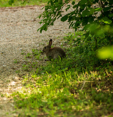 A brown rabbit sits on the grass by a path in the forest.