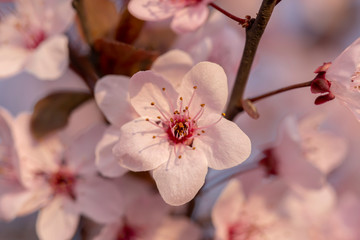 Spring flowers in bloom