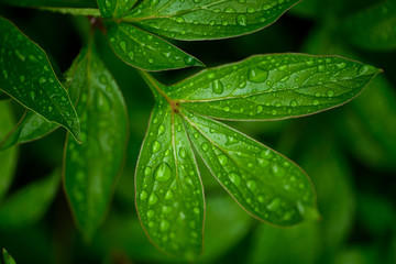 dew drops on beautiful green leaves in sunshine at garden, summer concept  