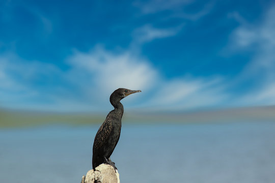 Great cormorant resting on wooden log of erai dam