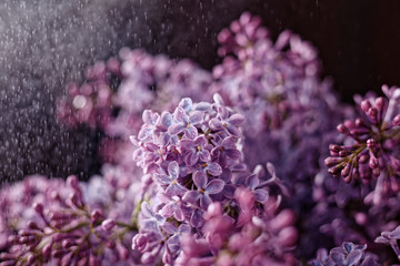 purple opened lilac flowers on a dark background in the rain