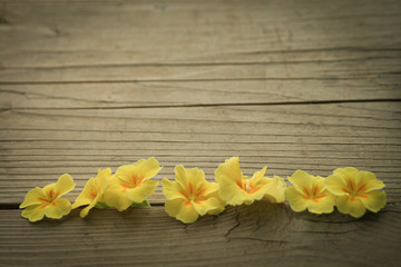 primula flowers on wooden background, greeting easter card, text place. Spring Easter backdrop with primula primrose flowers. Primula vulgaris blossom border frame background, copy space.