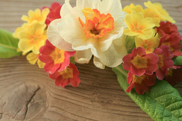 White narcissus and yellow and orange primroses flowers on a wooden background.Spring flowers.