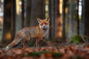 Fototapeta premium Red Fox, Vulpes vulpes, beautiful animal on grassy meadow, in the nature habitat, evening sun with nice light, Germany.