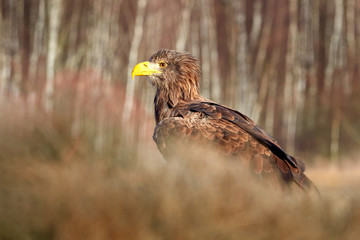 White-tailed Eagle, Haliaeetus albicilla, sitting in the water, with brown grass in background. Wildlife scene from nature. Eagle in the water.