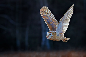 Owl fly with open wings. Barn Owl, Tyto alba, flight above red grass in the morning. Wildlife bird scene from nature. Cold morning sunrise, animal in the habitat. Bird in the forest.