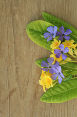 Primrose yellow and periwinkle blue flowers on a wooden background. Spring yellow-blue small bouquet.