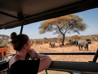 Safari Tanzanie Observation éléphants savanne