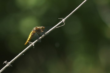 dragonfly on a branch