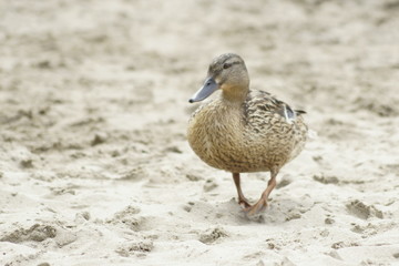 duck n the beach 3