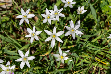 Plant (Ornithogalum) grows in a mountain meadow close-up