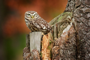 Owl sitting on the tree trunk in the forest. Little Owl, Athene noctua, bird in the nature habitat, with yellow eyes, Germany. Wildlife scene from nature.