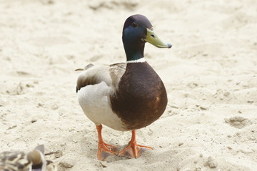 duck on the beach 1