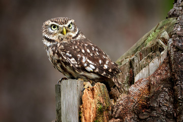Owl sitting on the tree trunk in the forest. Little Owl, Athene noctua, bird in the nature habitat, with yellow eyes, Germany. Wildlife scene from nature.