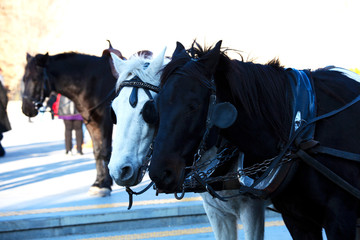 Two horses, a white horse and a black horse. Portrait of beautiful horses