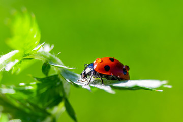 Fototapeta premium A ladybug close-up on a on a green spring leaf. Beautiful blurred spring background.