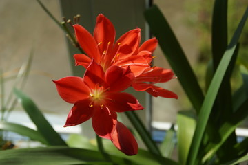 Красный цветок