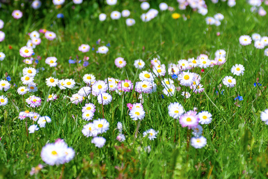 A lot of white and pink flowers of daisies on a green lawn. Daisy flower - wild chamomile. White and pink daisies in the garden.